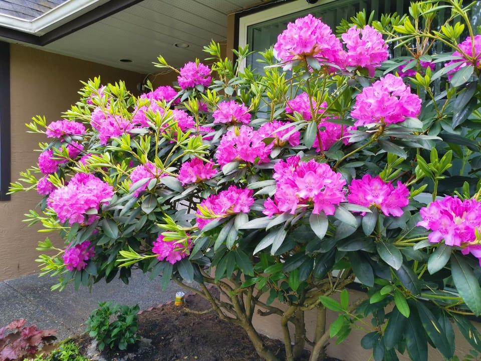 Facade/entrance, Garden