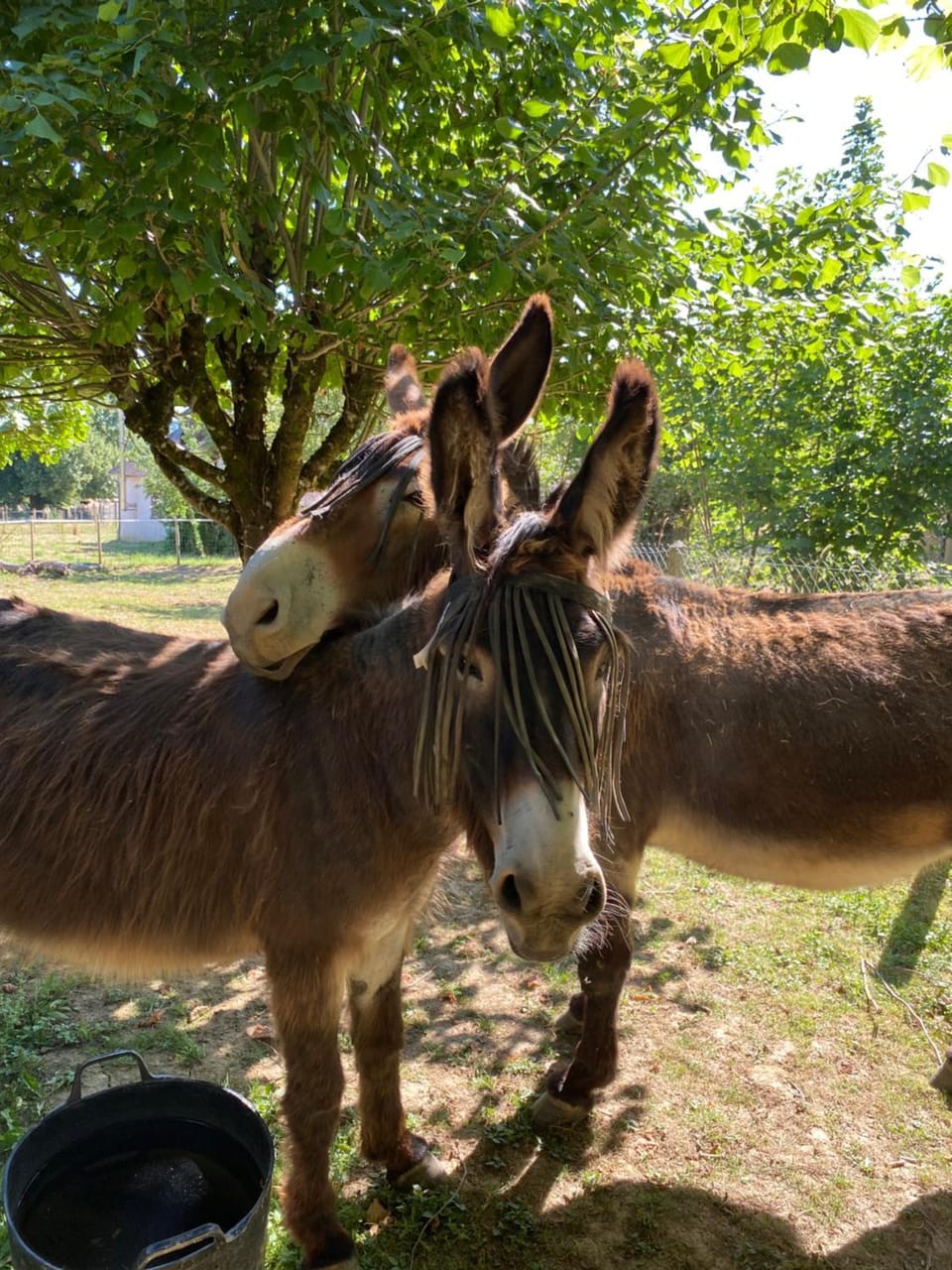 Animals