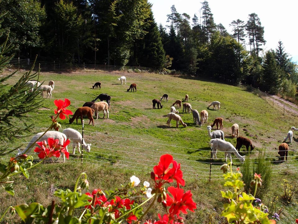 Alpaca-Village Apartment in Ortenau
