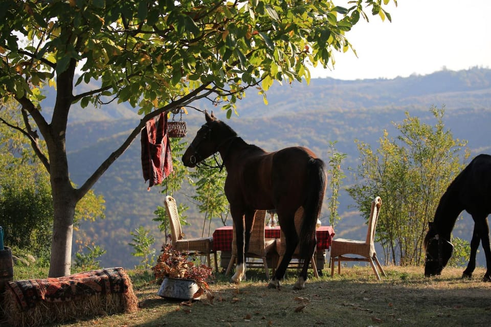 Day, Natural landscape, Horse-riding, Horse-riding, Animals