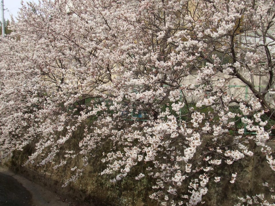 Spring, Natural landscape