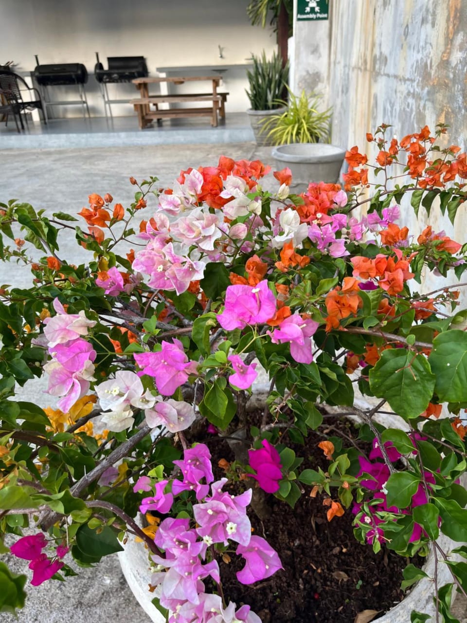 Spring, Day, Garden, Garden view