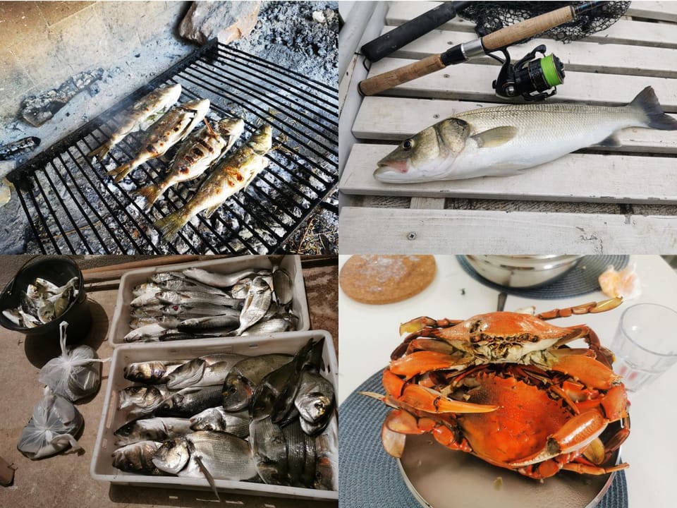 Activities, Fishing, Food and drinks, Area and facilities