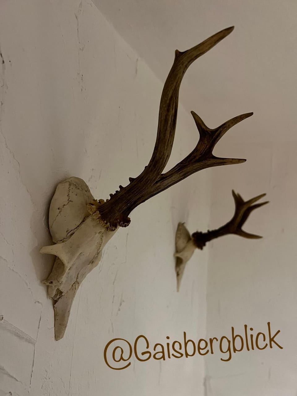 Logo/Certificate/Sign, Animals