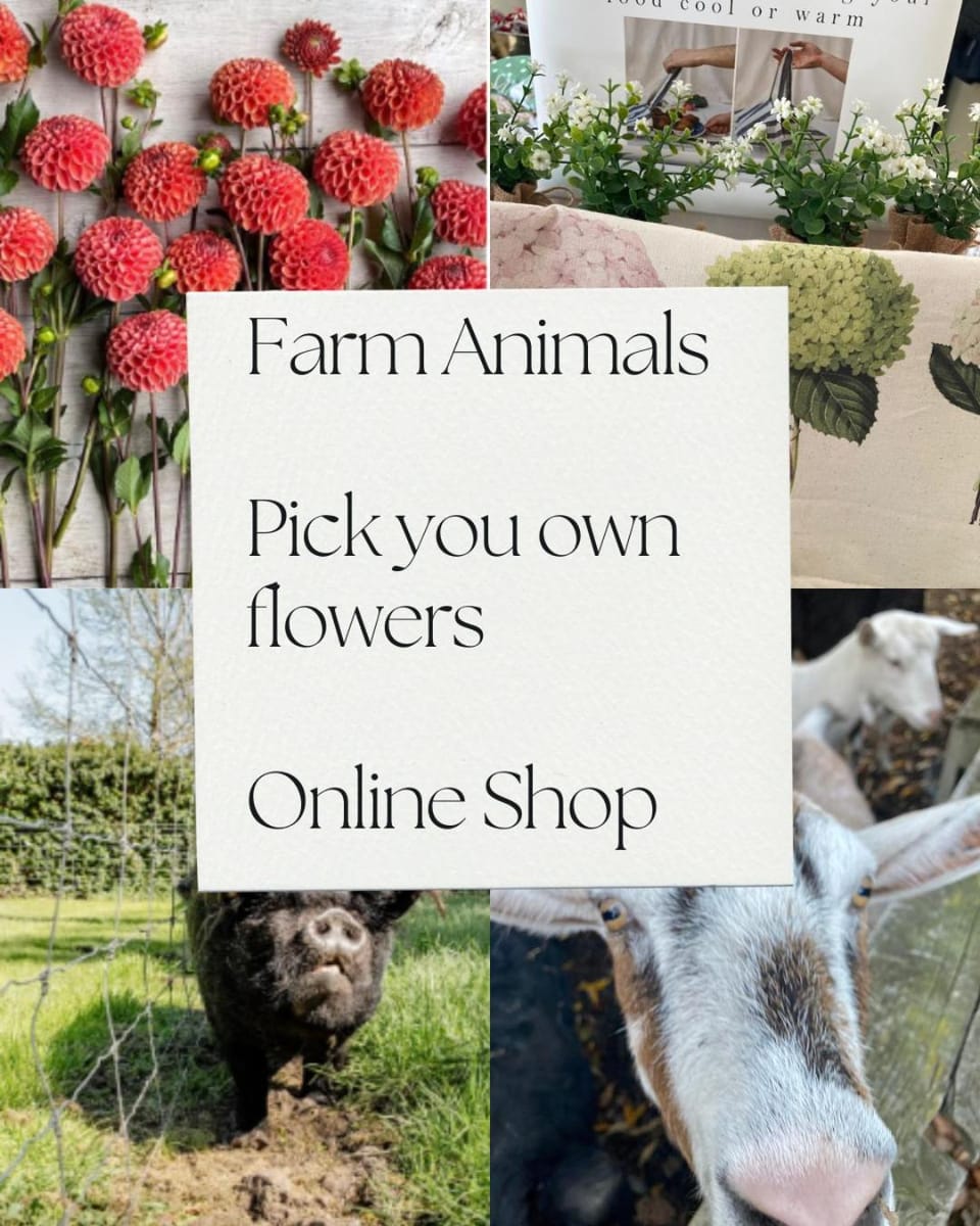 Animals