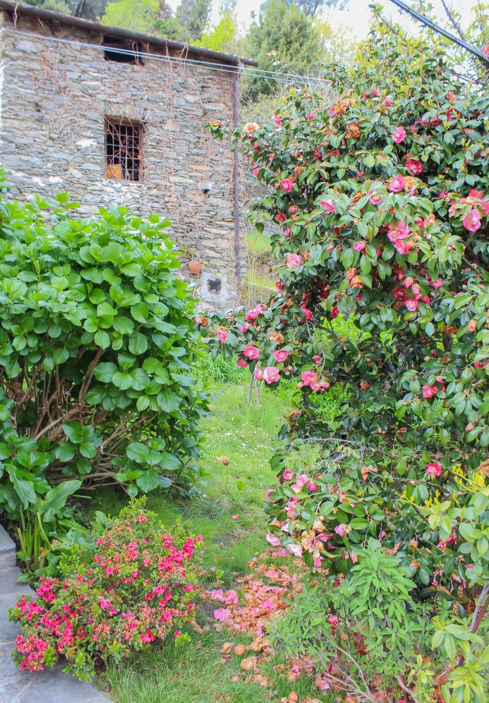 Natural landscape, Garden