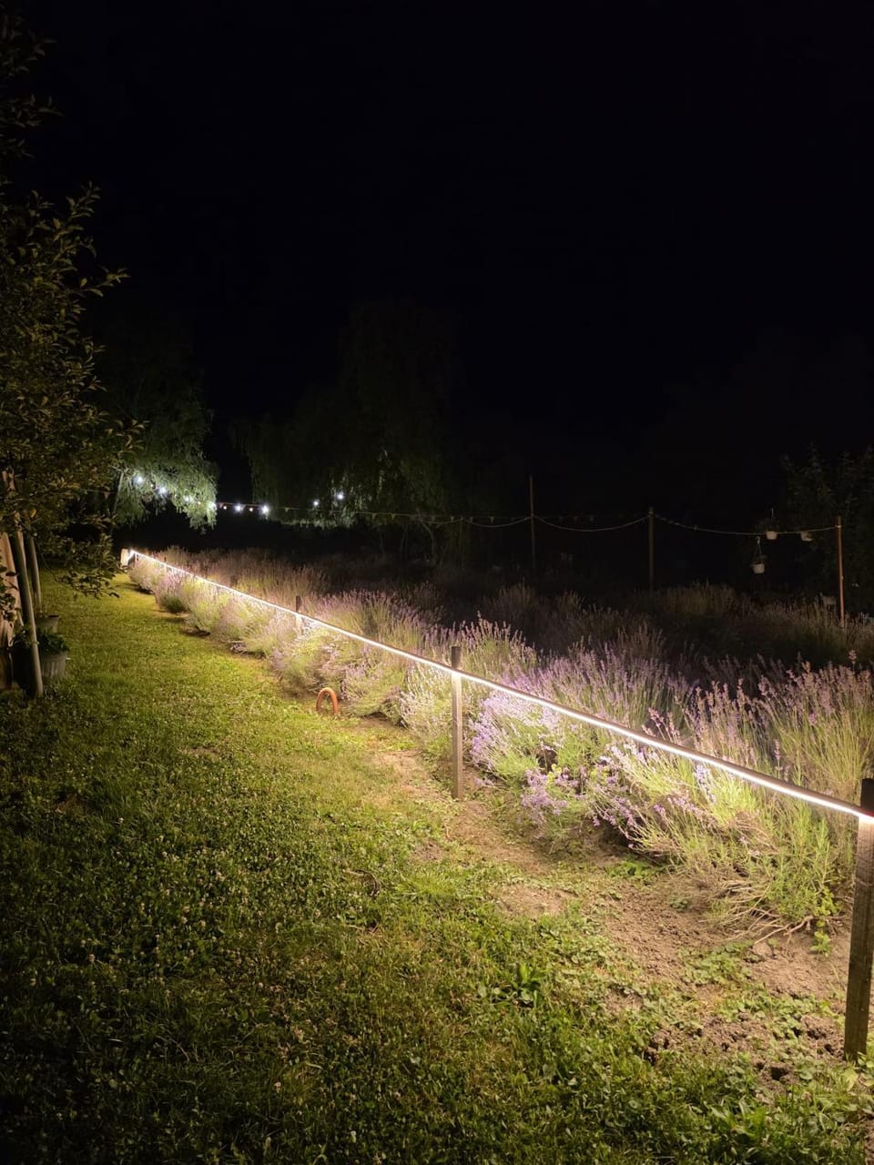 Lavander Garden Campground/ 
RV Resort in Cluj County
