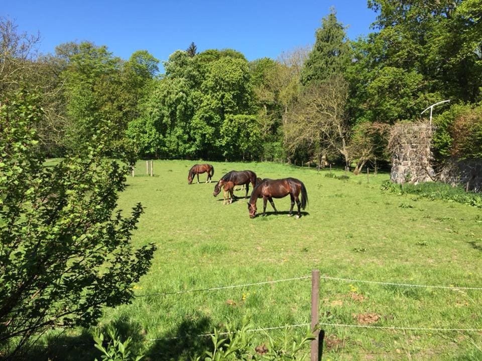View (from property/room), Animals