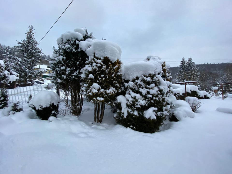 Natural landscape, Winter, Garden