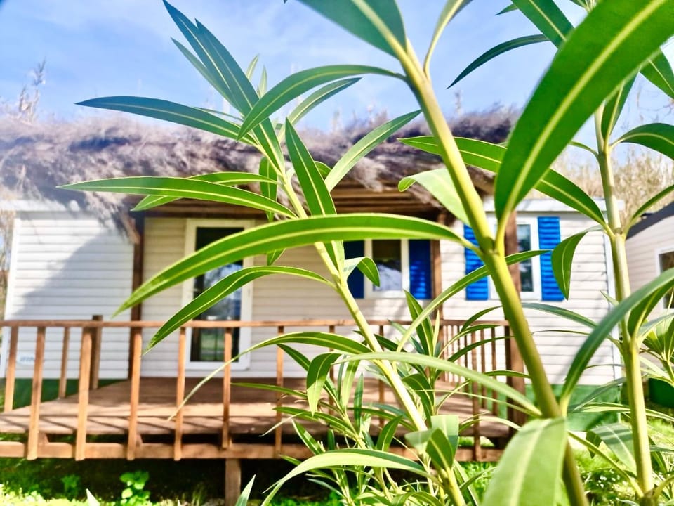 Property building, Garden view
