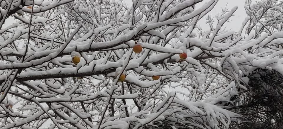 Winter