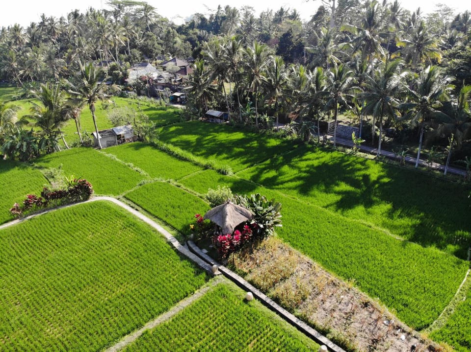 Natural landscape, Bird's eye view, Garden, Garden view