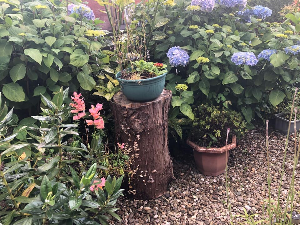 PondeROSEa Cottage Free Gated Parking M1 & City location, wood stove House in Lisburn