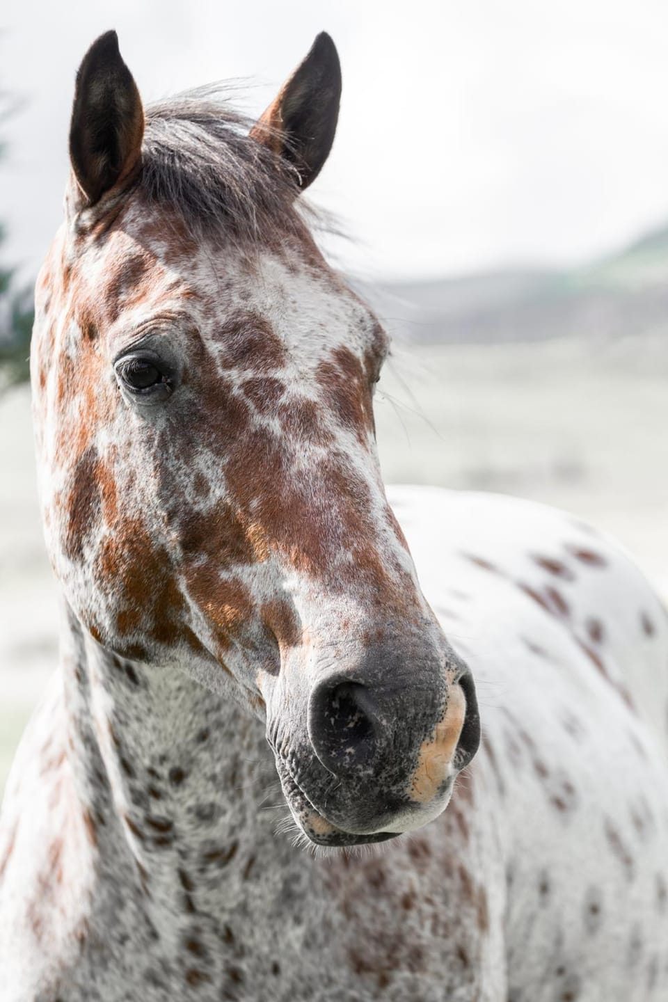 Horse-riding, Animals