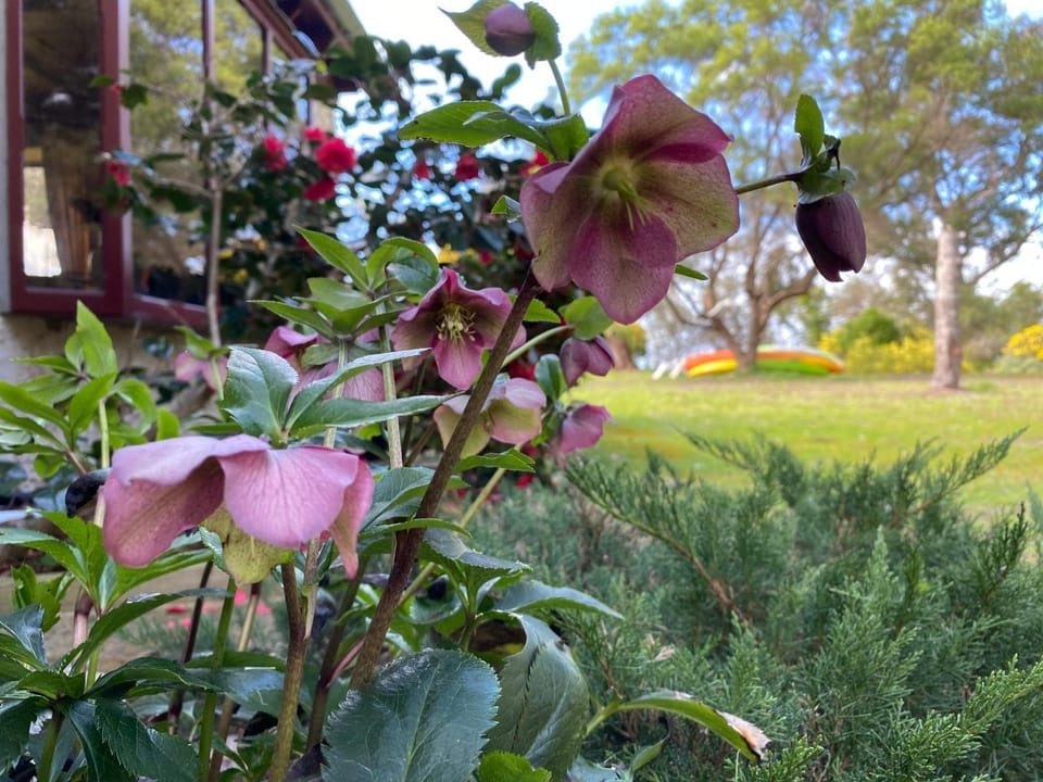 Garden view