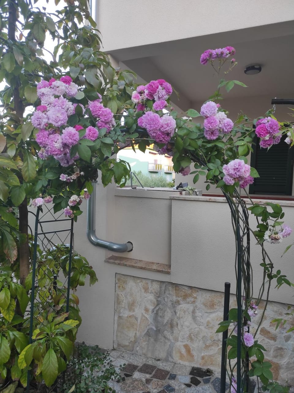 Podvršina1A Rosa House in Zadar County