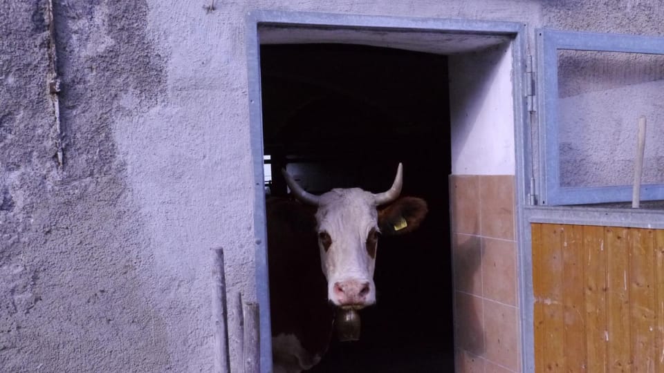 Animals