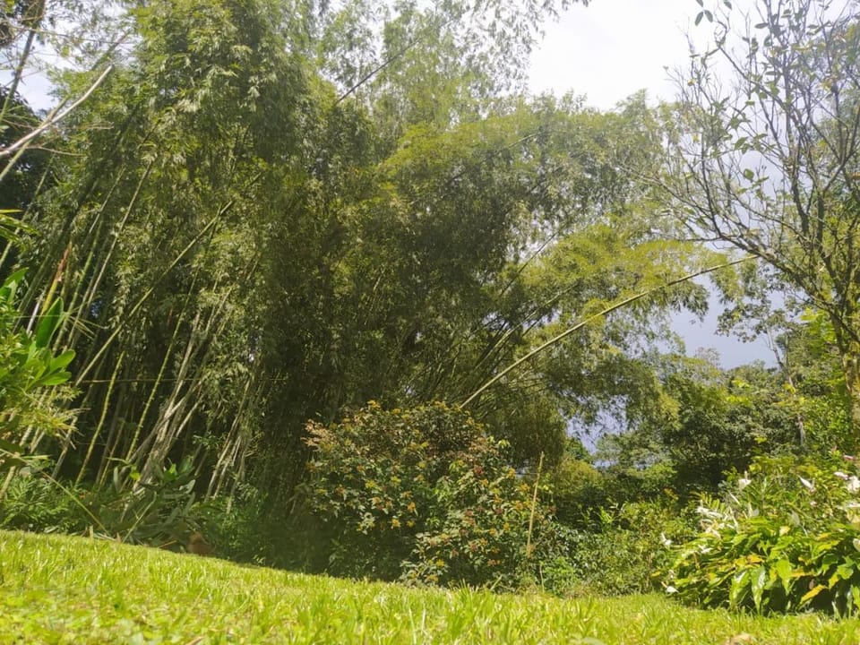 Natural landscape, Garden view