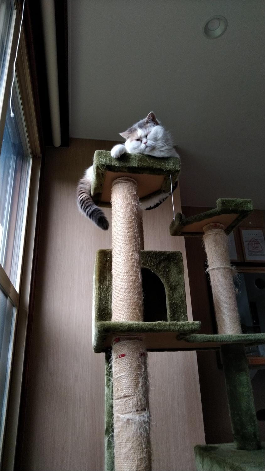 Pets