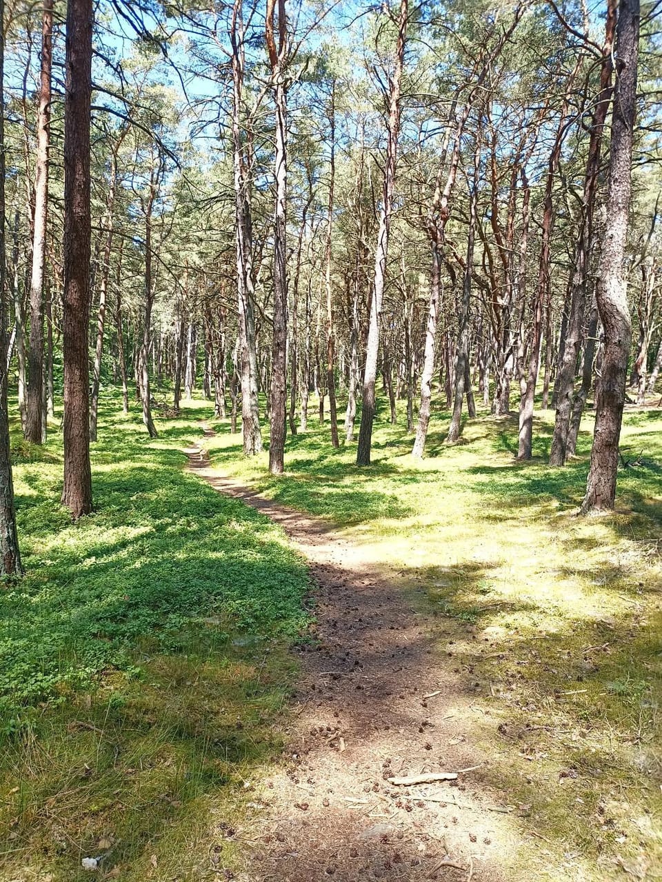 Wisełka Studio Apartment in West Pomeranian Voivodeship, Poland