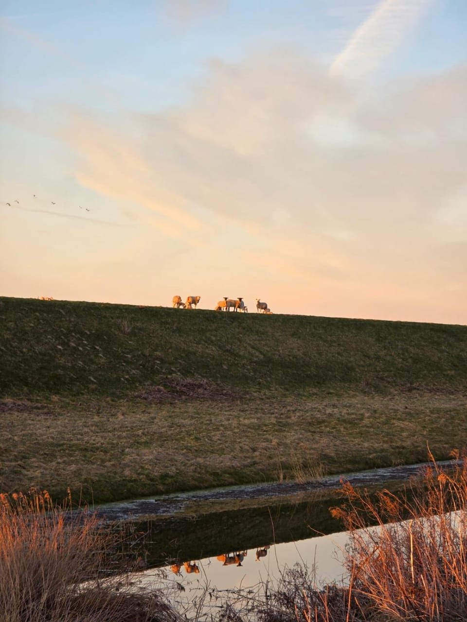 Ferienwohnungen im Womoland auf No Campground/ 
RV Resort in Nordstrand