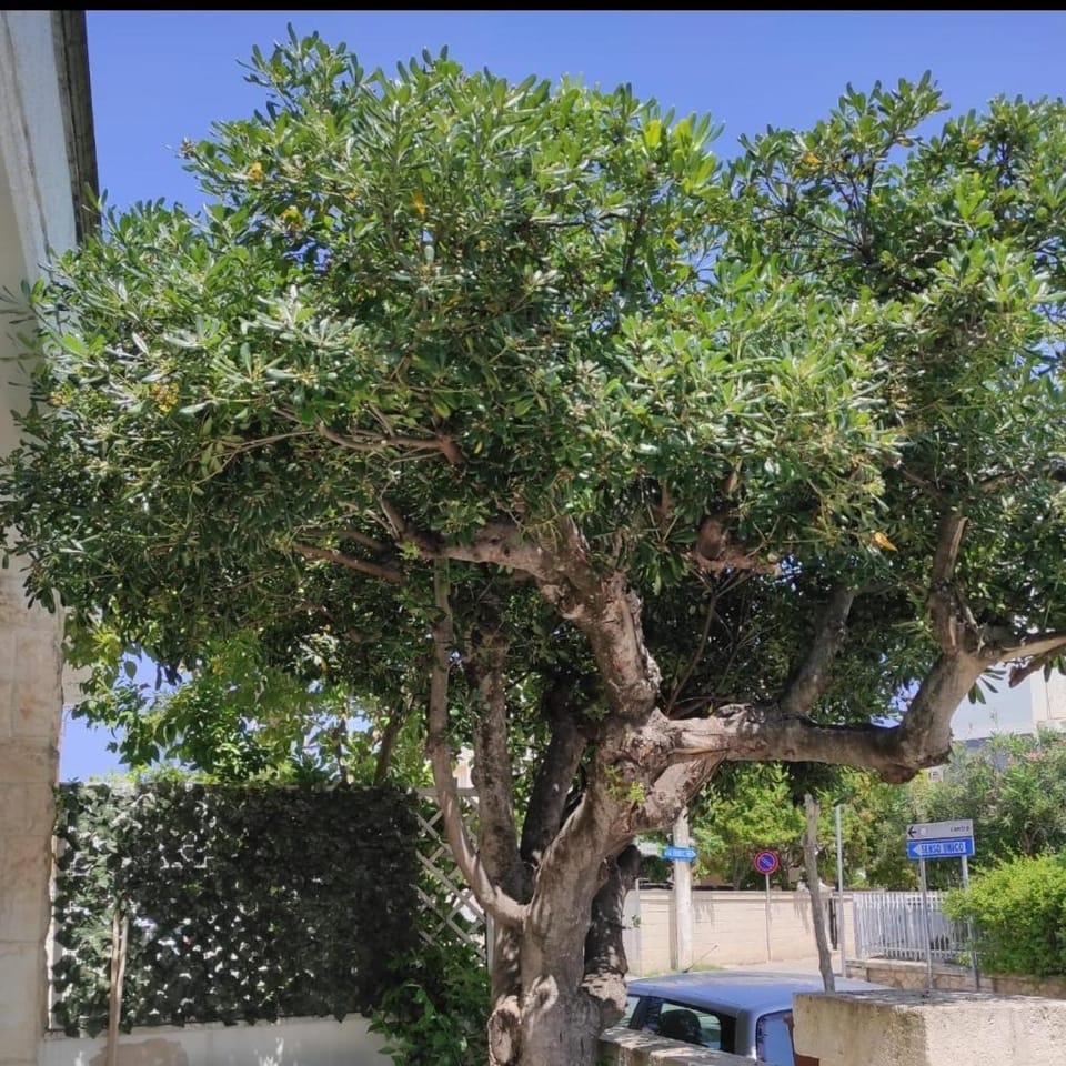 Elis...land... Bed and Breakfast in Torre Canne