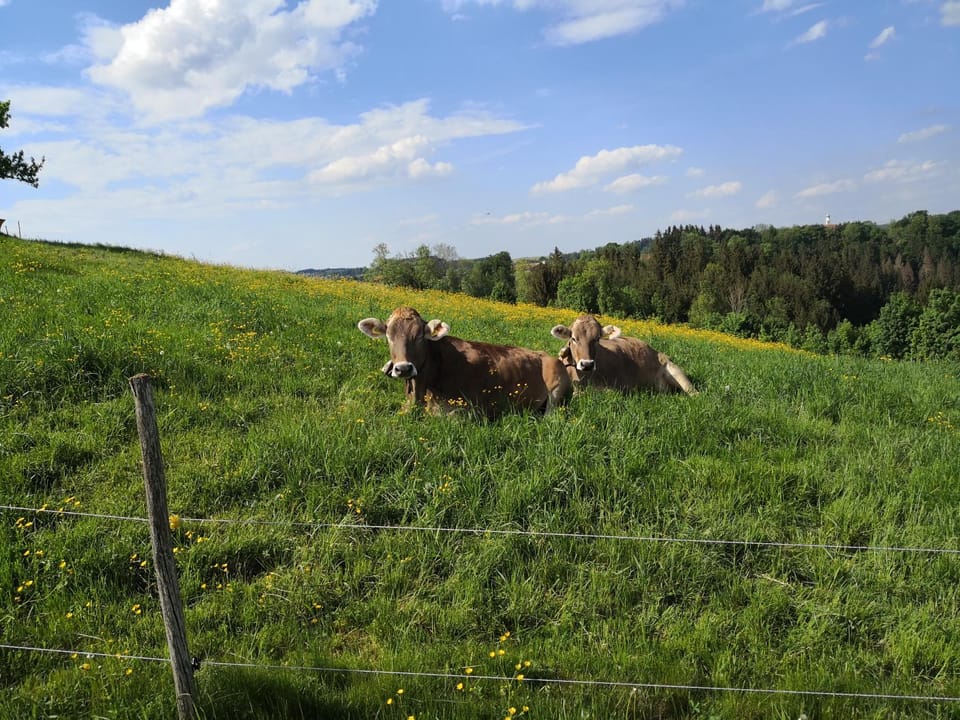 Natural landscape, Animals
