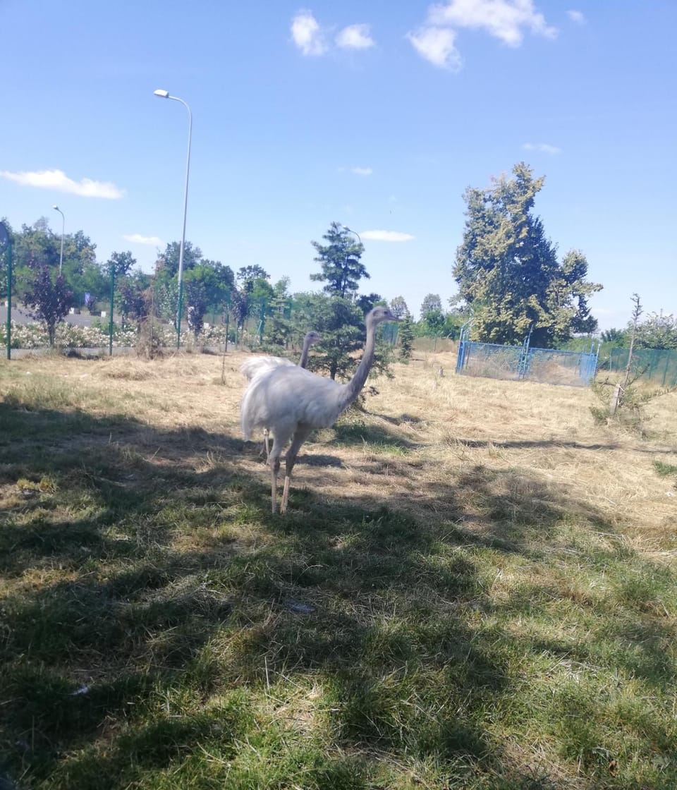 Animals