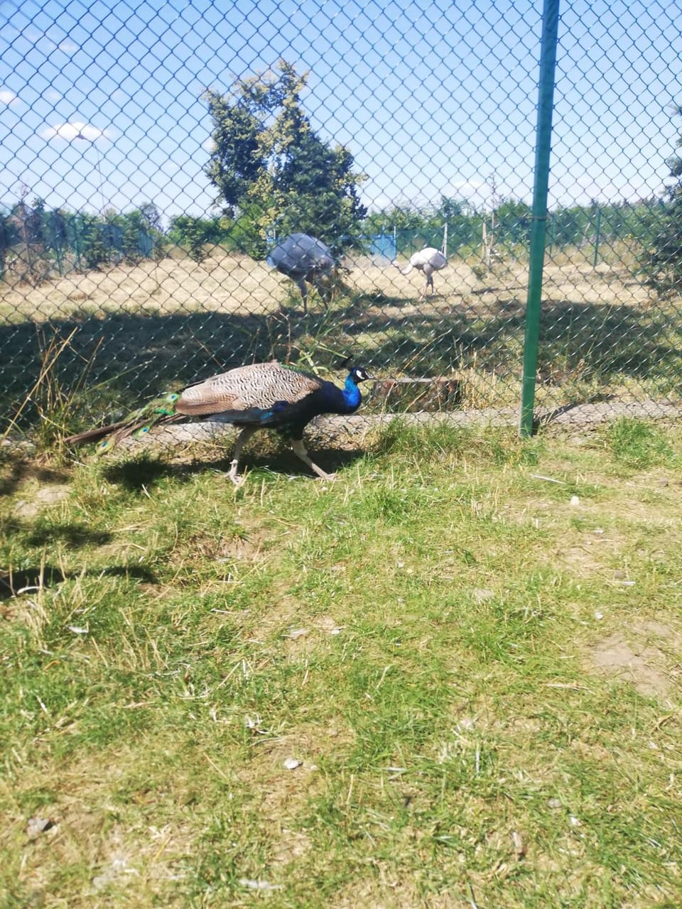 Animals
