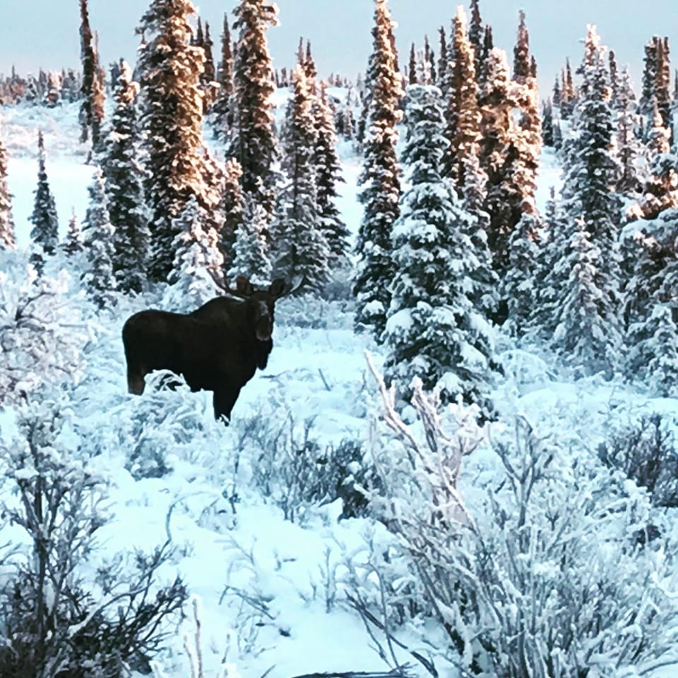Winter, Animals