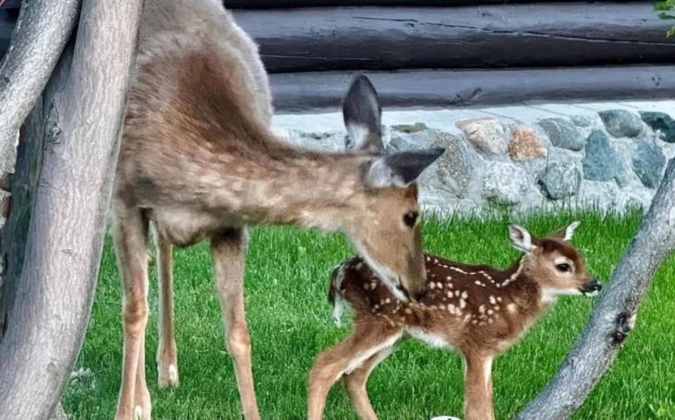 Rendezvous Lodge House in Red Lodge