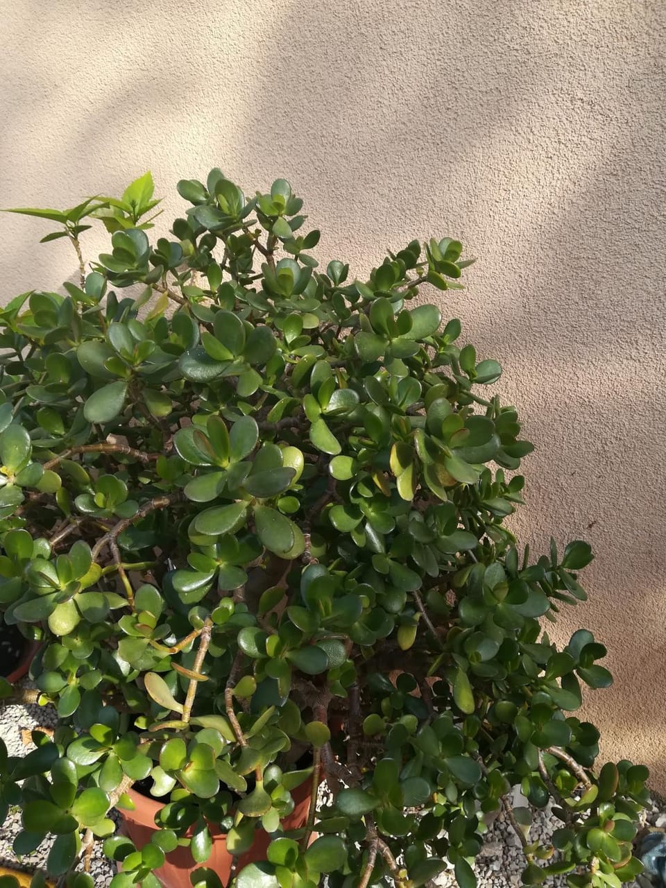 Apartman Nada Apartment in Krk