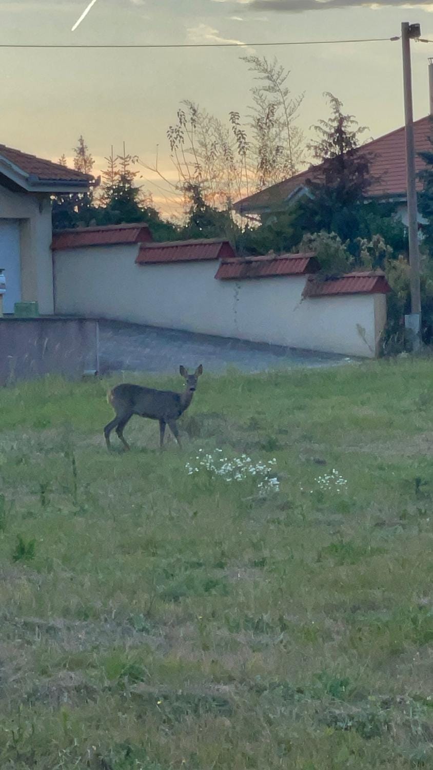 Day, Animals