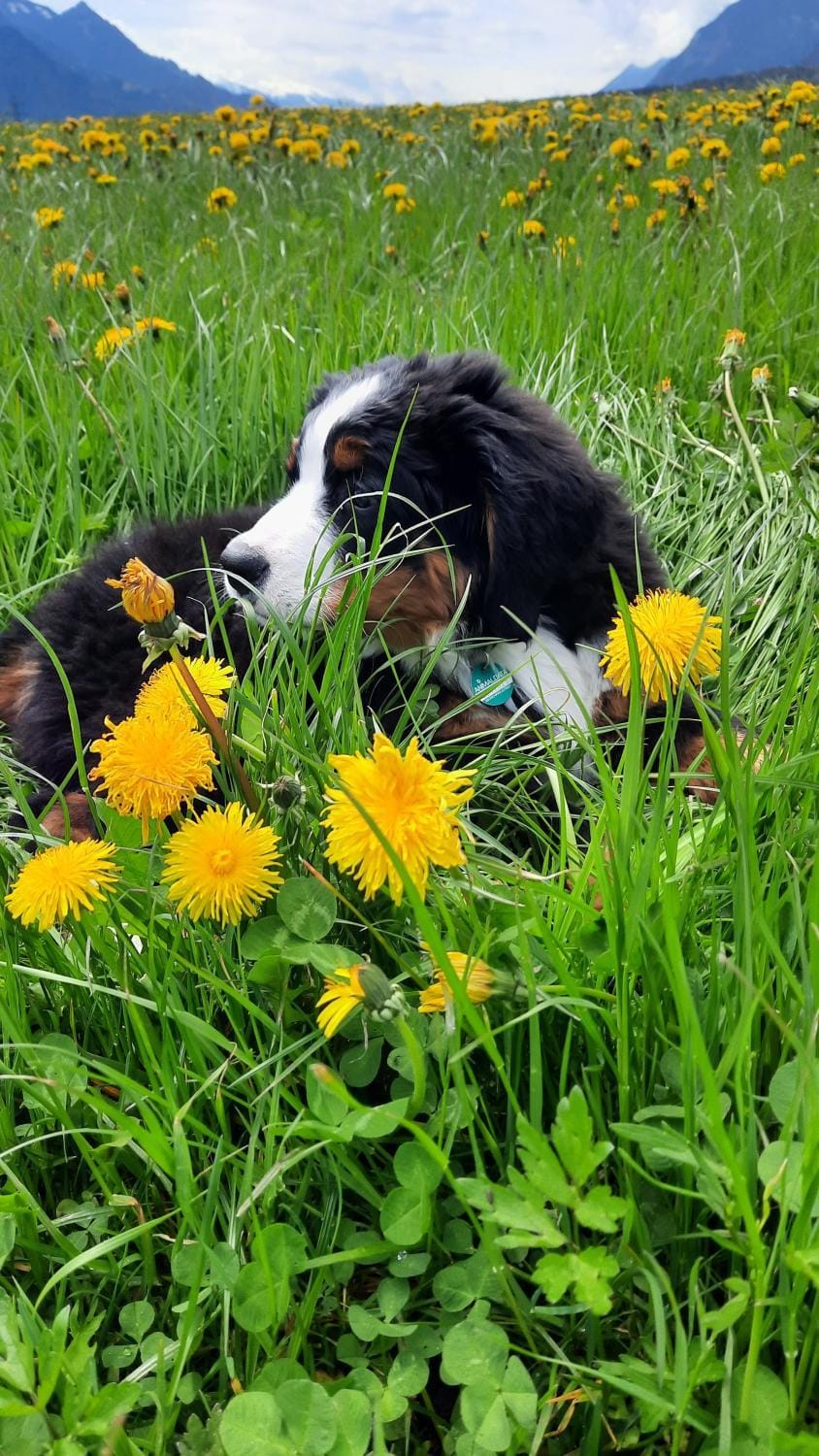 Spring