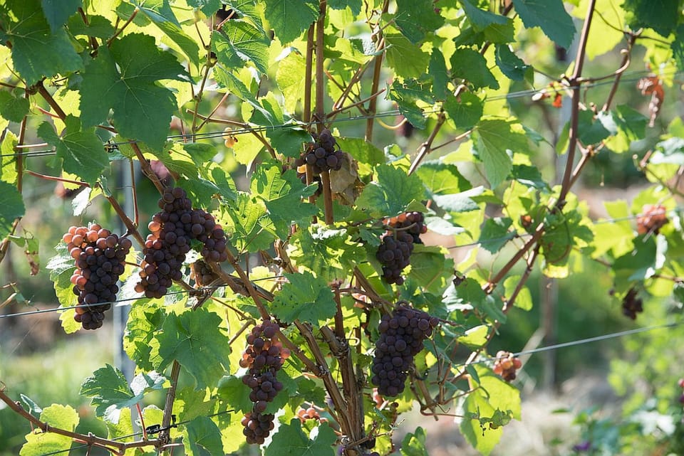 Weinhaus Burg-Schneider Hotel in Cochem-Zell