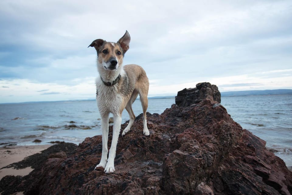 Beach, Animals, Pets