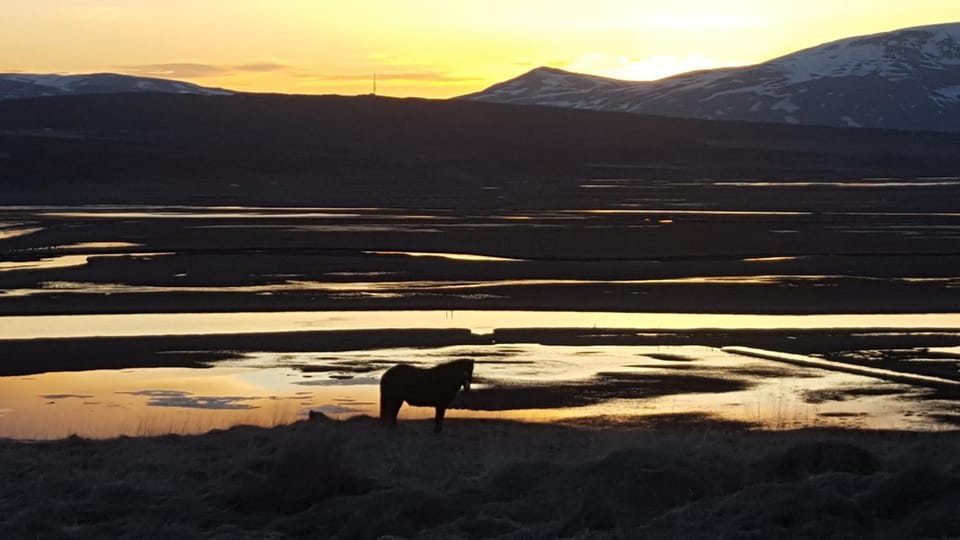 Spring, Animals, Mountain view, River view
