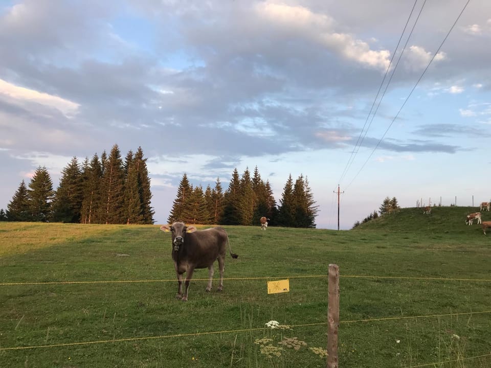Animals