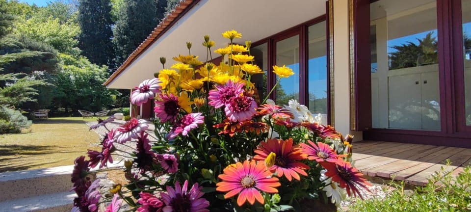 Patio, Garden, Garden view
