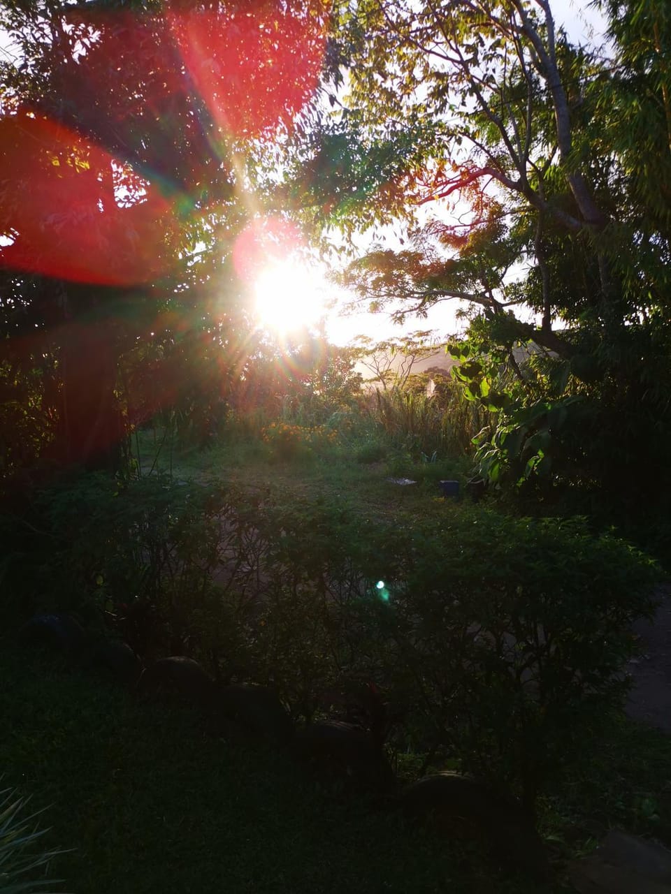 Natural landscape, Garden, Sunset