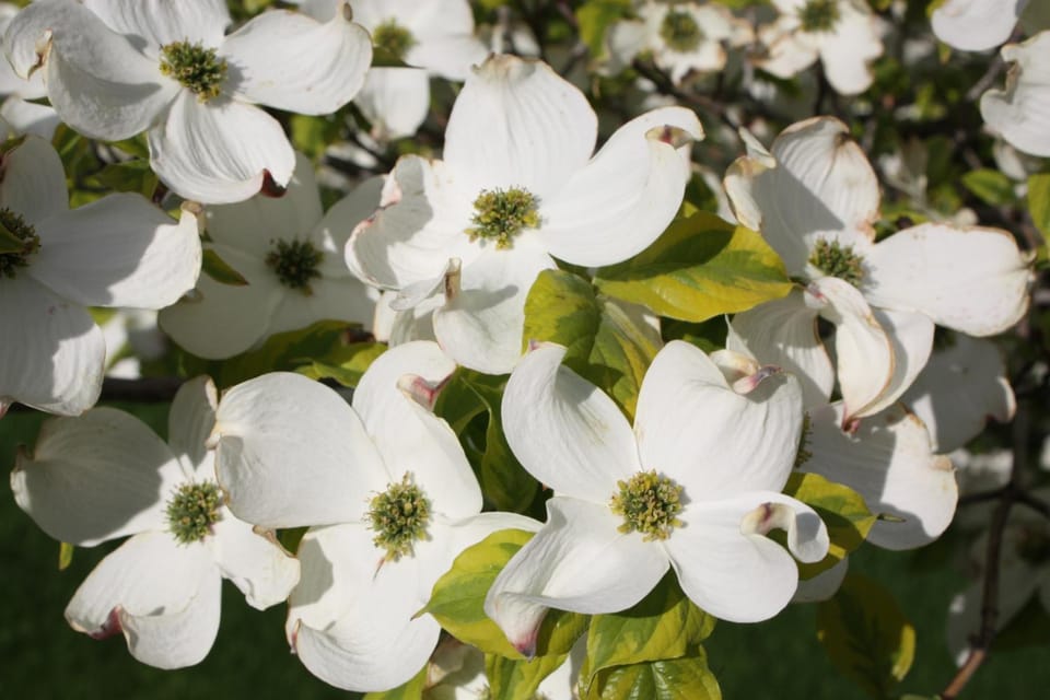 Dogwood Bed & Breakfast Bed and Breakfast in Summerland