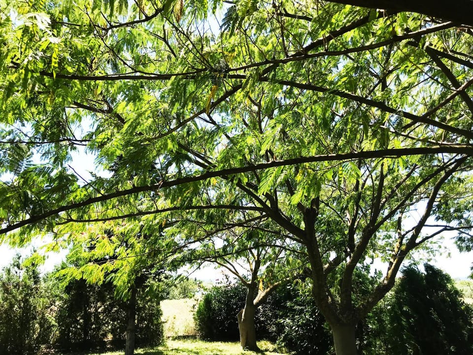 Natural landscape, Garden