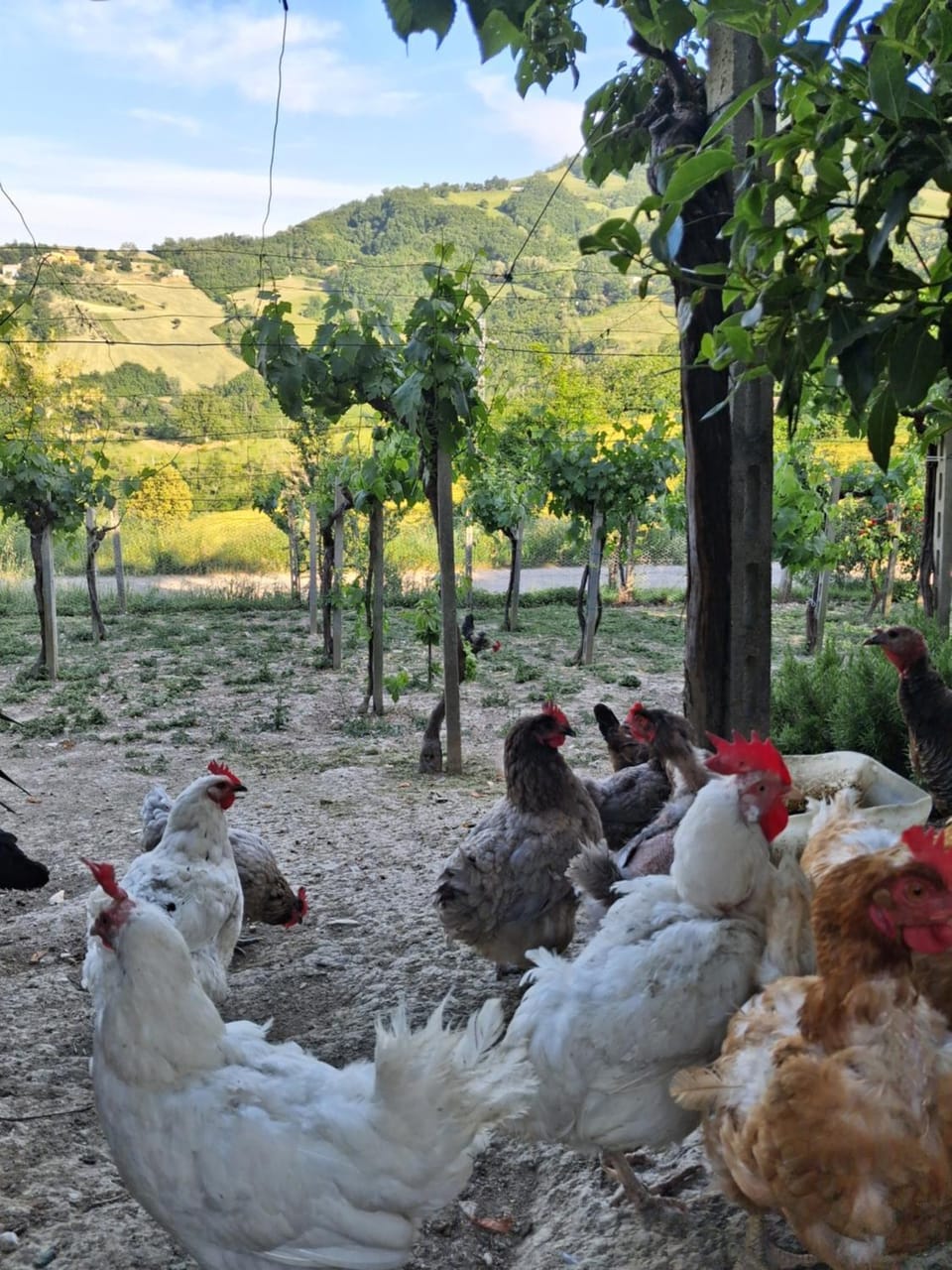 Agriturismo Bellavista Farm Stay in Abruzzo