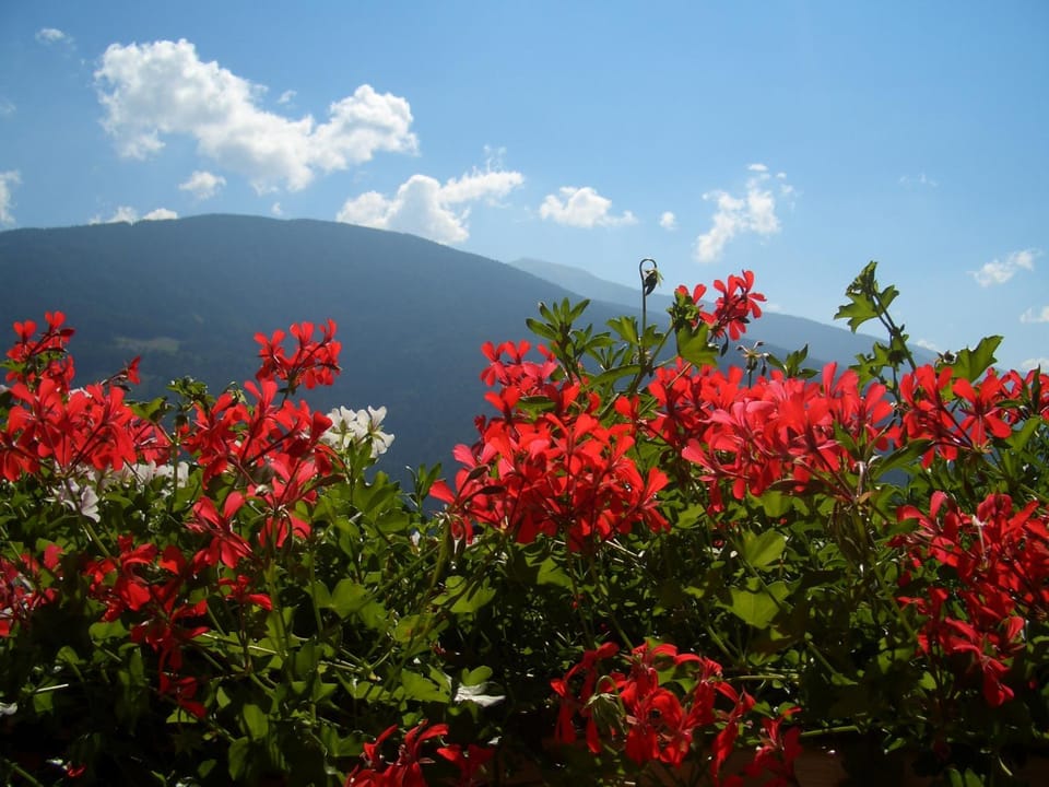 Apartments Tauberhof Apartment in Trentino-South Tyrol