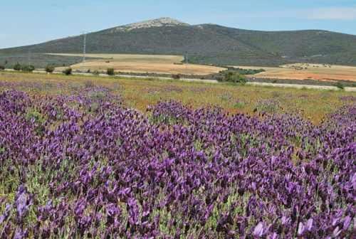 Spring, Natural landscape