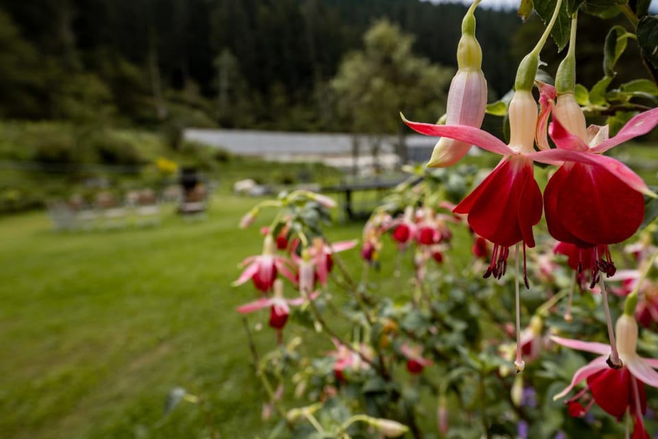 Pension Pilsachhof Bed and Breakfast in Carinthia, Austria
