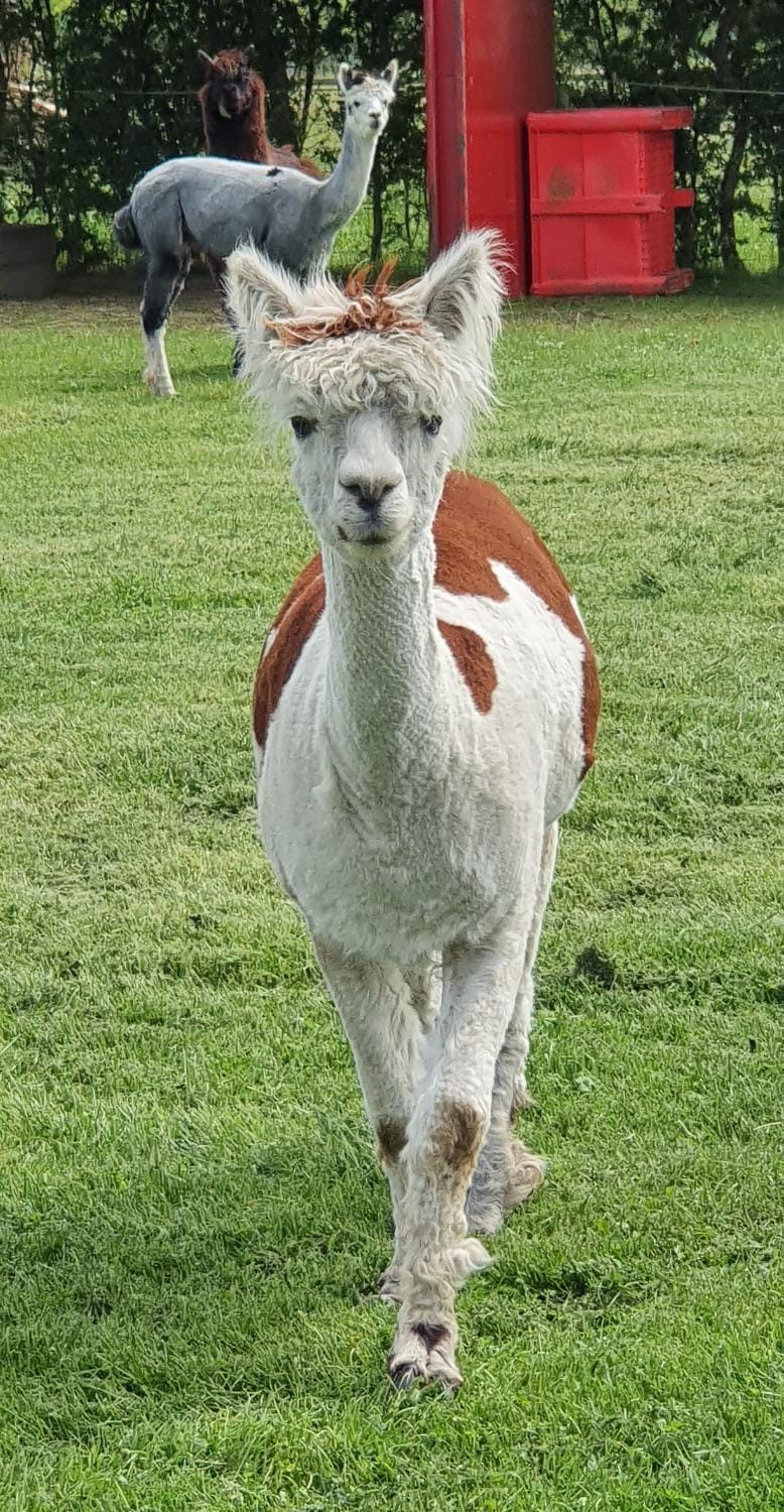 Marshland Alpacas Glamping Lodge Campground/ 
RV Resort in England