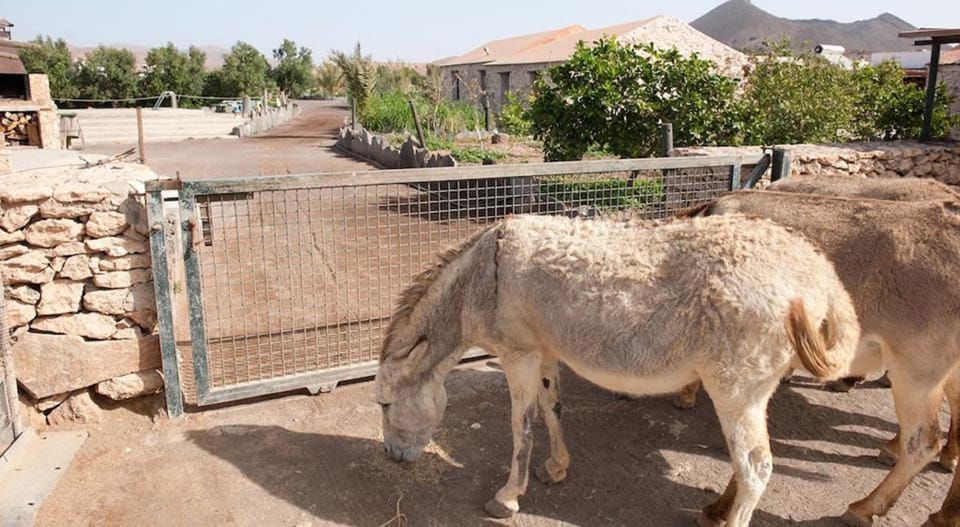 Garden, Animals, On site