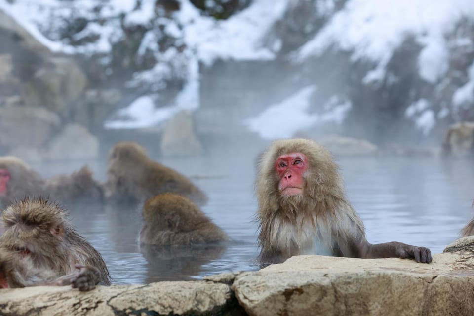 Natural landscape, Animals