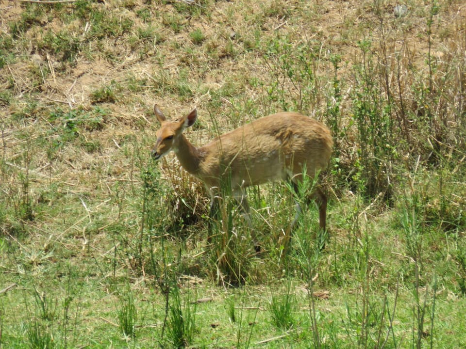 Animals
